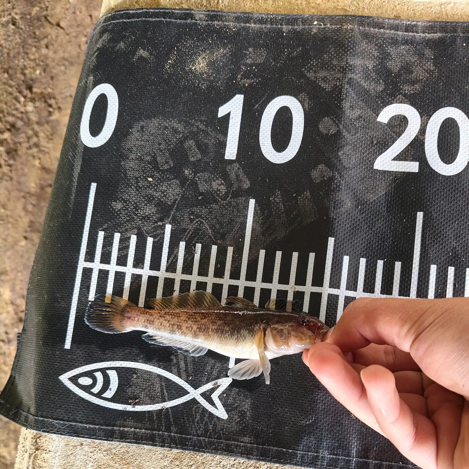 The most recent Round goby catches on Fishbrain