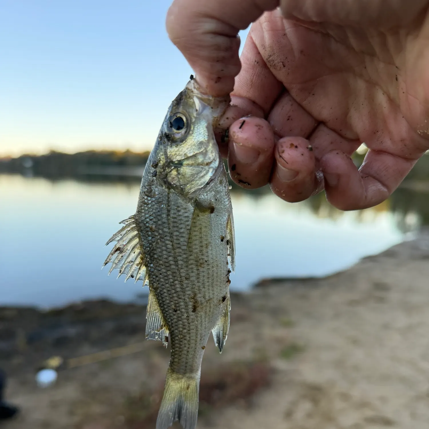 White perch caught on Fishbrain