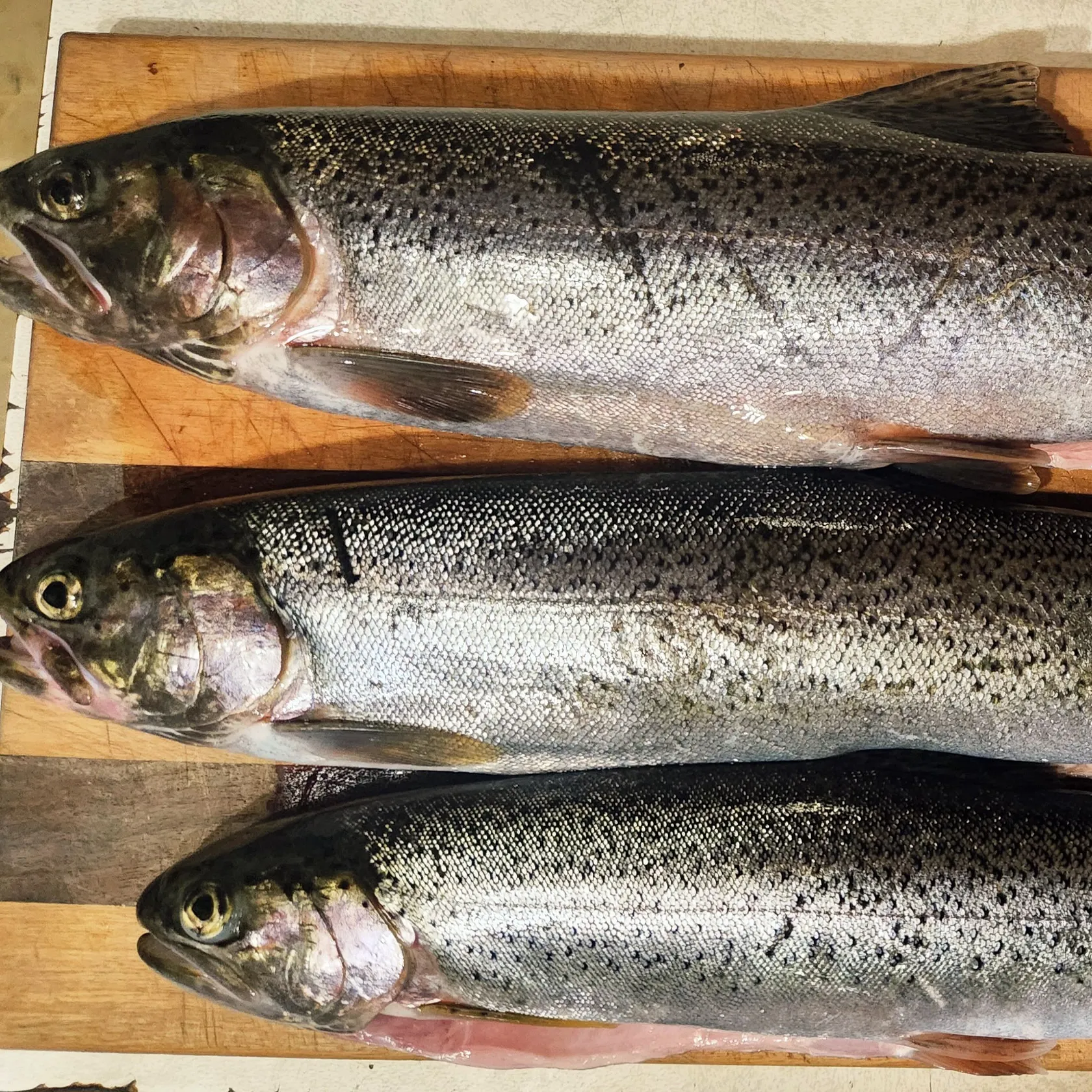 recently logged catches