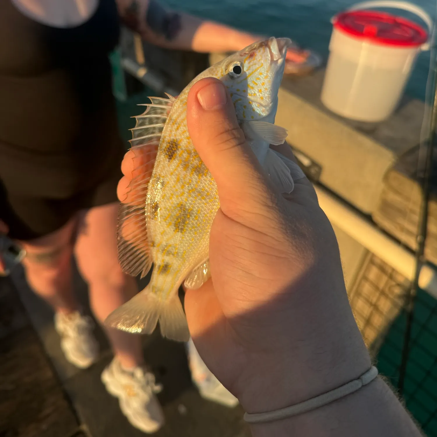 Pigfish caught on Fishbrain