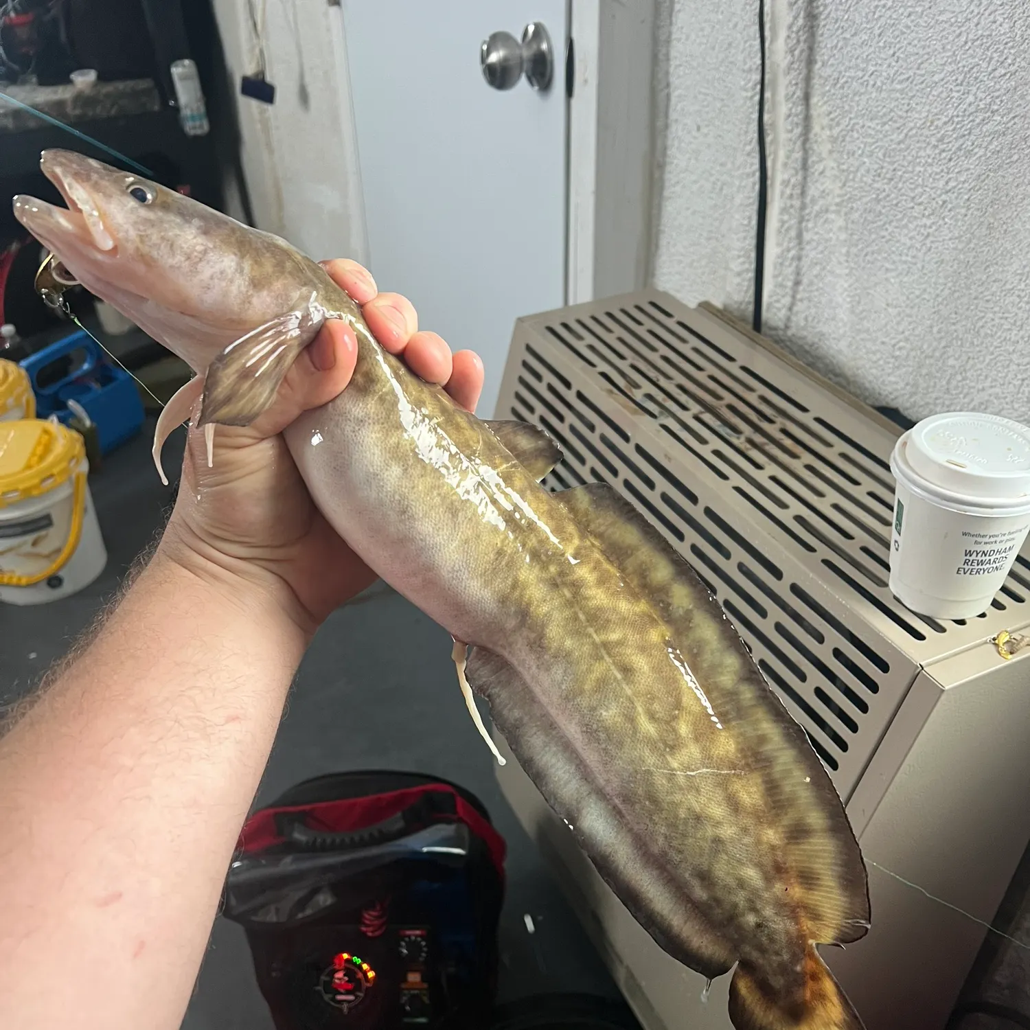 The most recent Burbot catches on Fishbrain