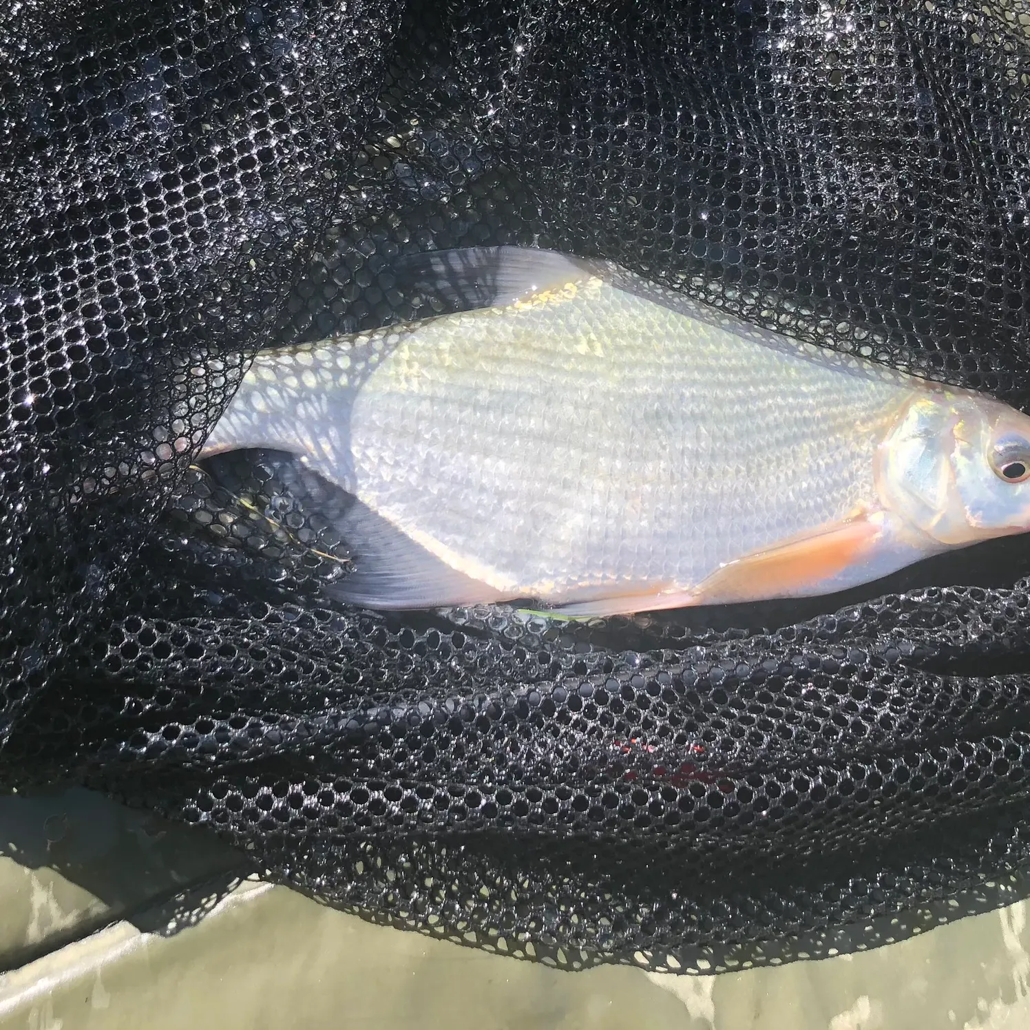 Common bream caught on Fishbrain