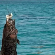 Red grouper caught on Fishbrain