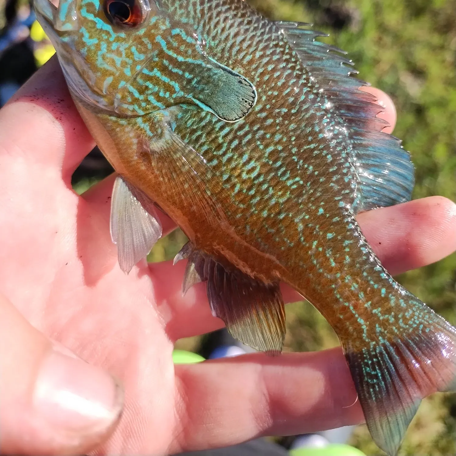 The most recent Plains longear sunfish catches on Fishbrain