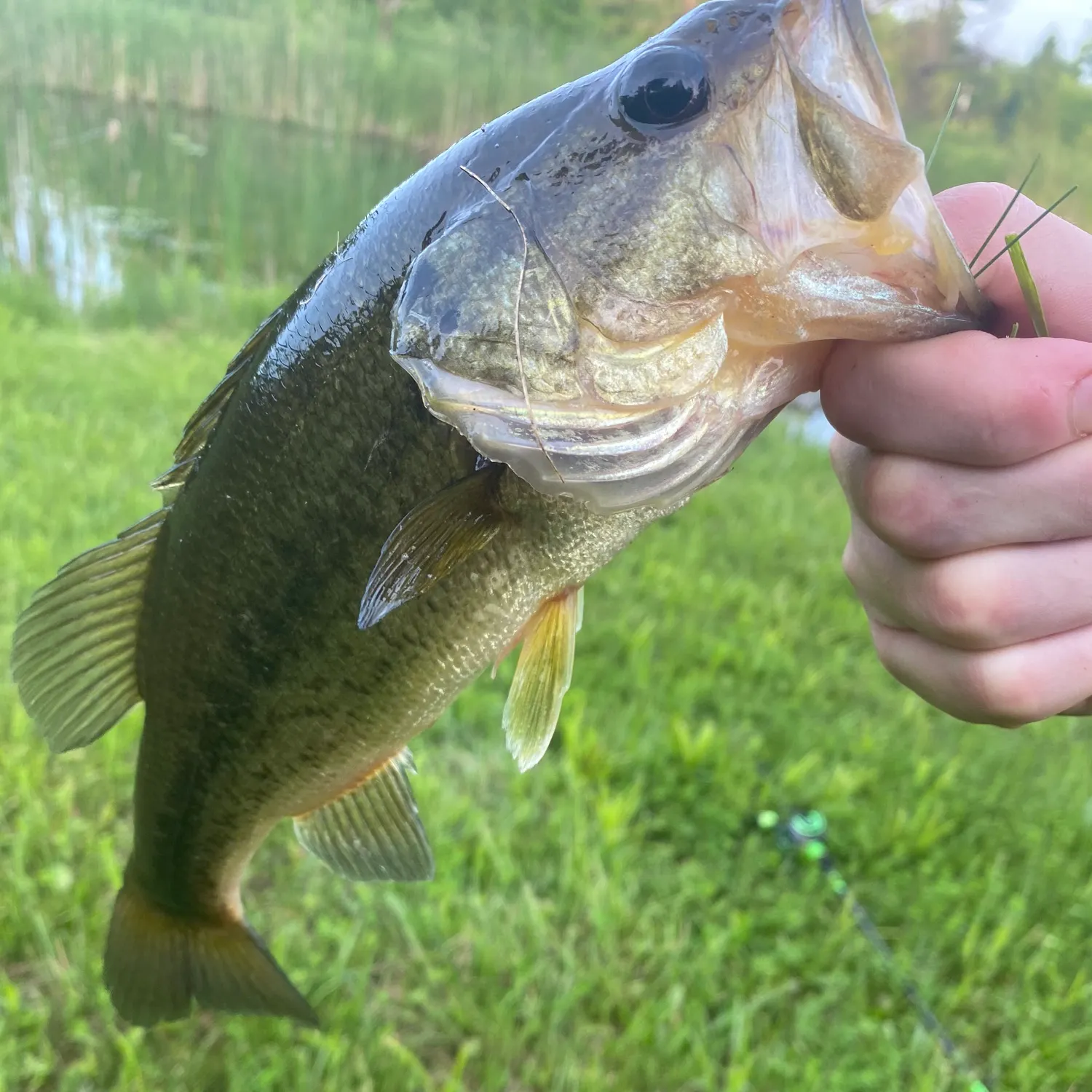 angler catch