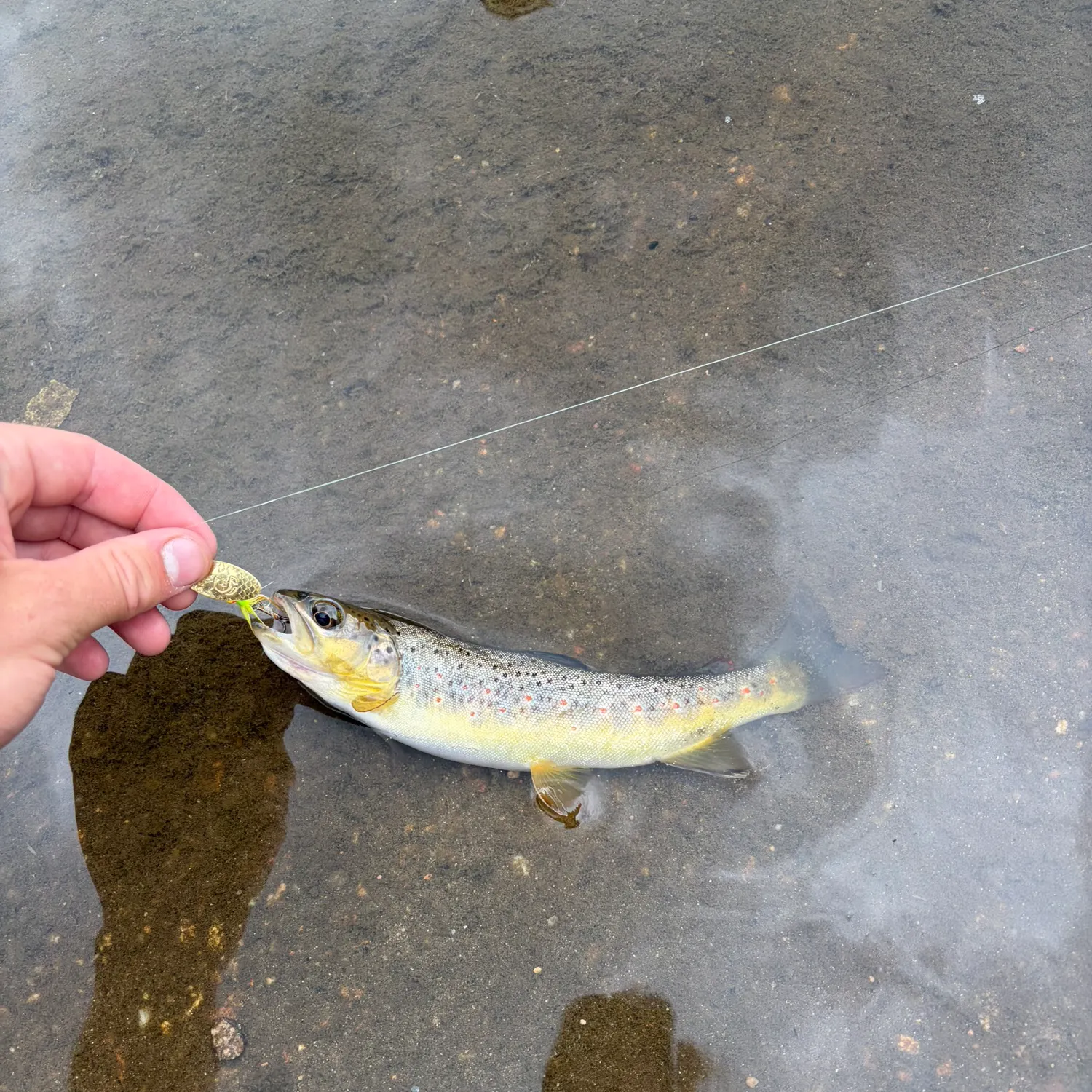 Brown trout caught on Fishbrain