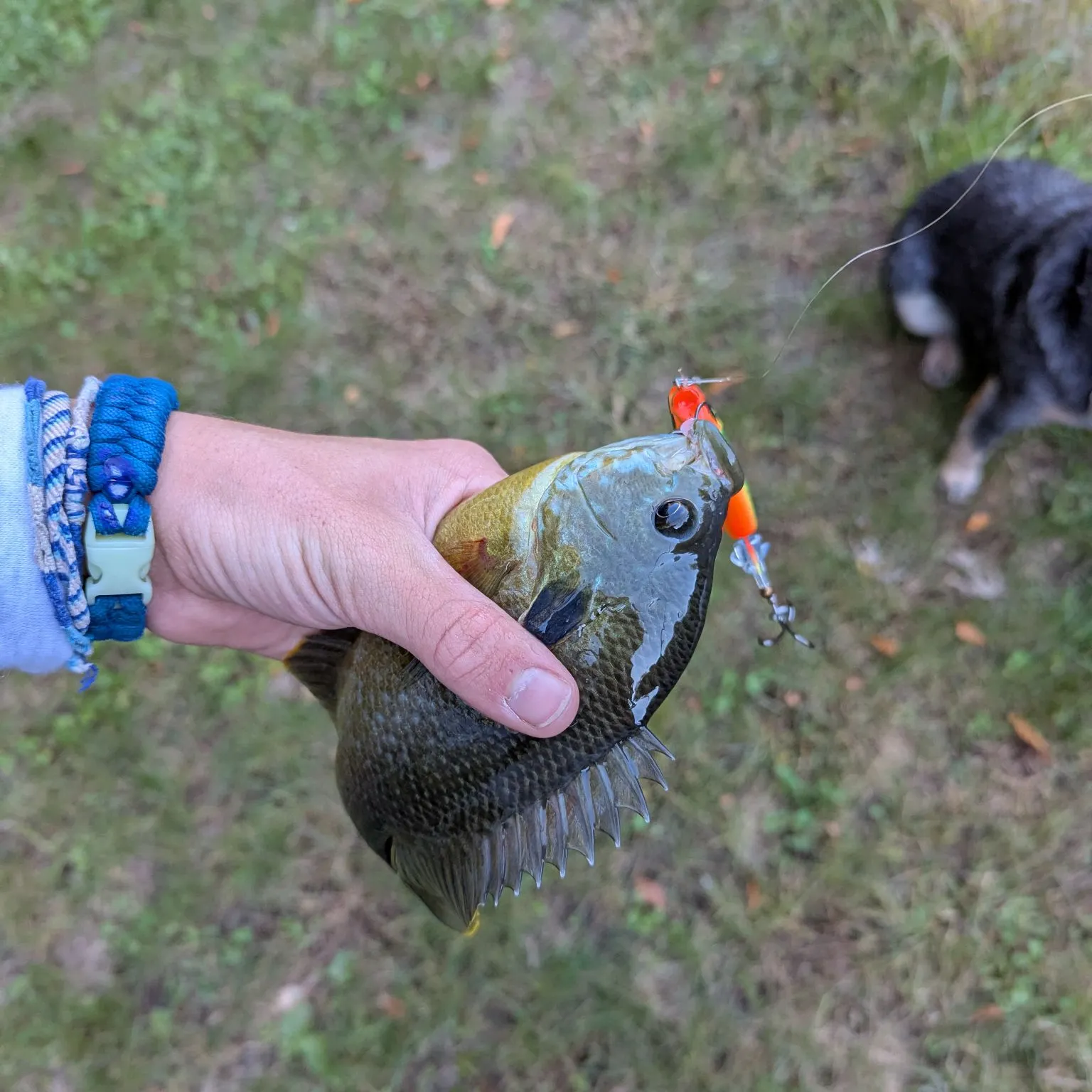 Greengill hybrid caught on Fishbrain