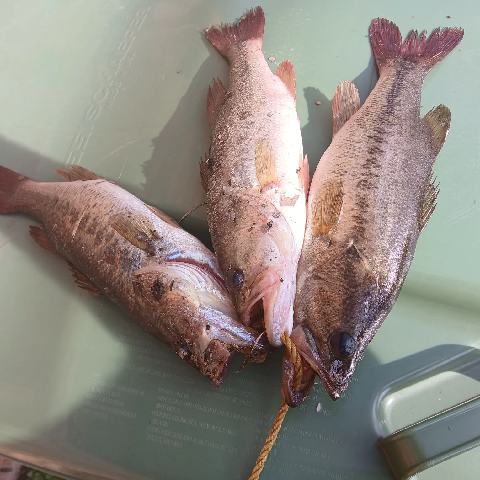 recently logged catches