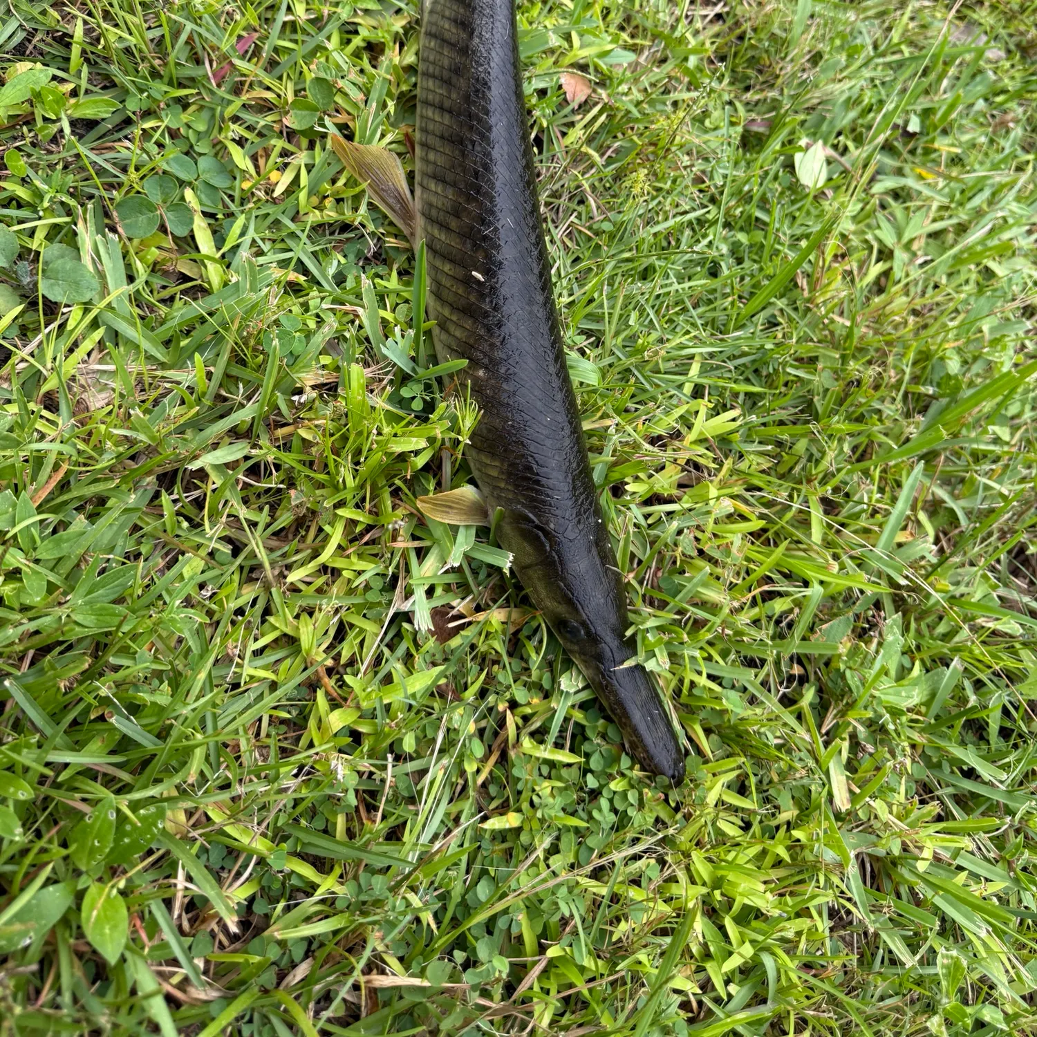 Florida gar caught on Fishbrain