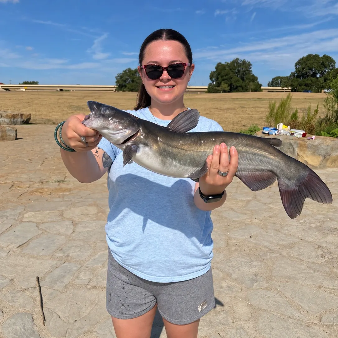 Channel catfish caught on Fishbrain