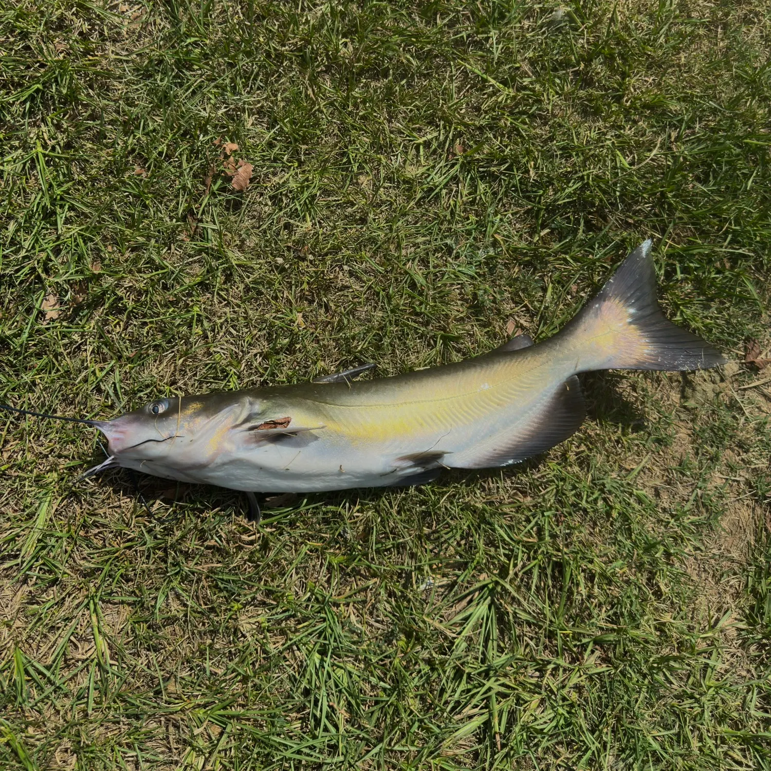 Channel catfish caught on Fishbrain