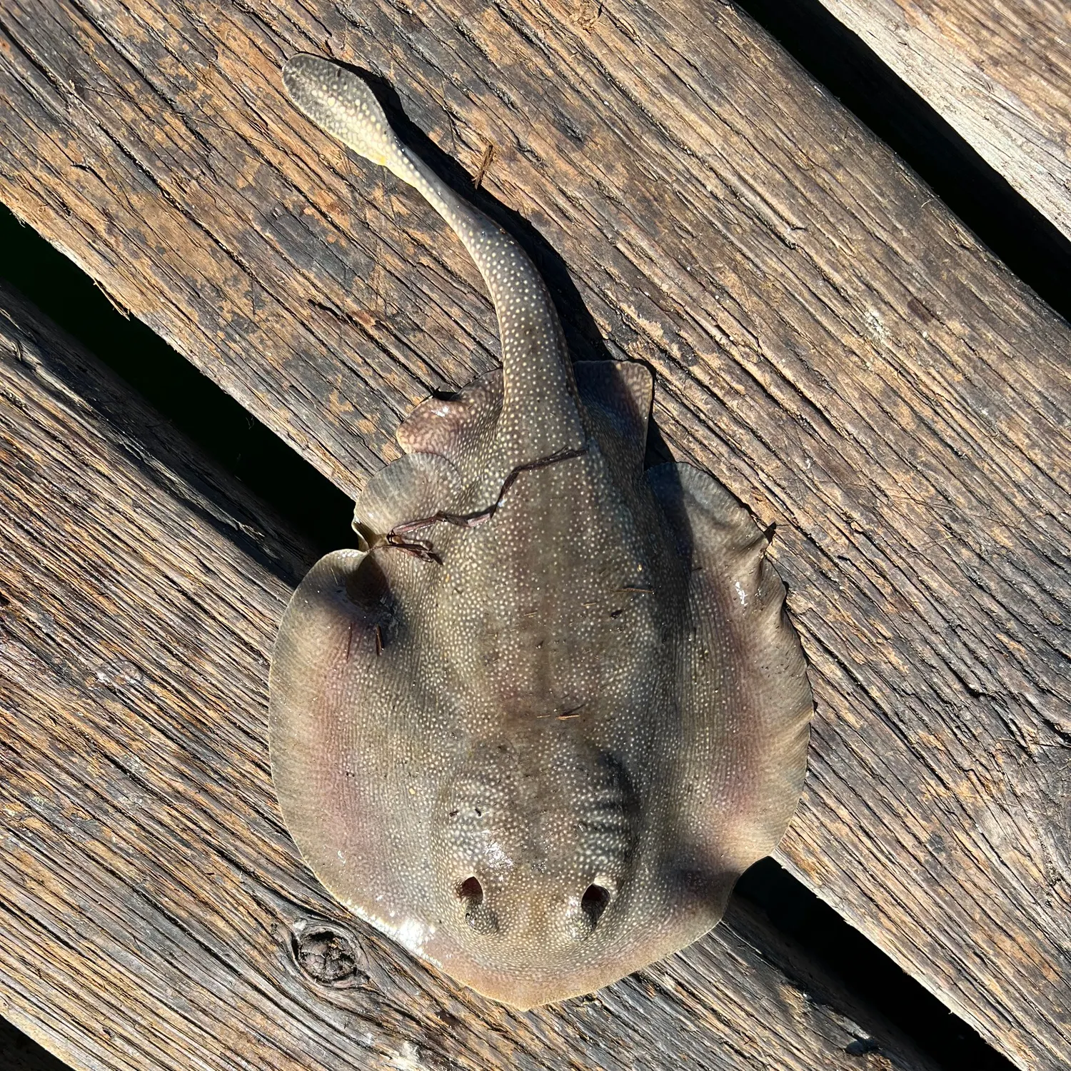 Haller's round ray caught on Fishbrain