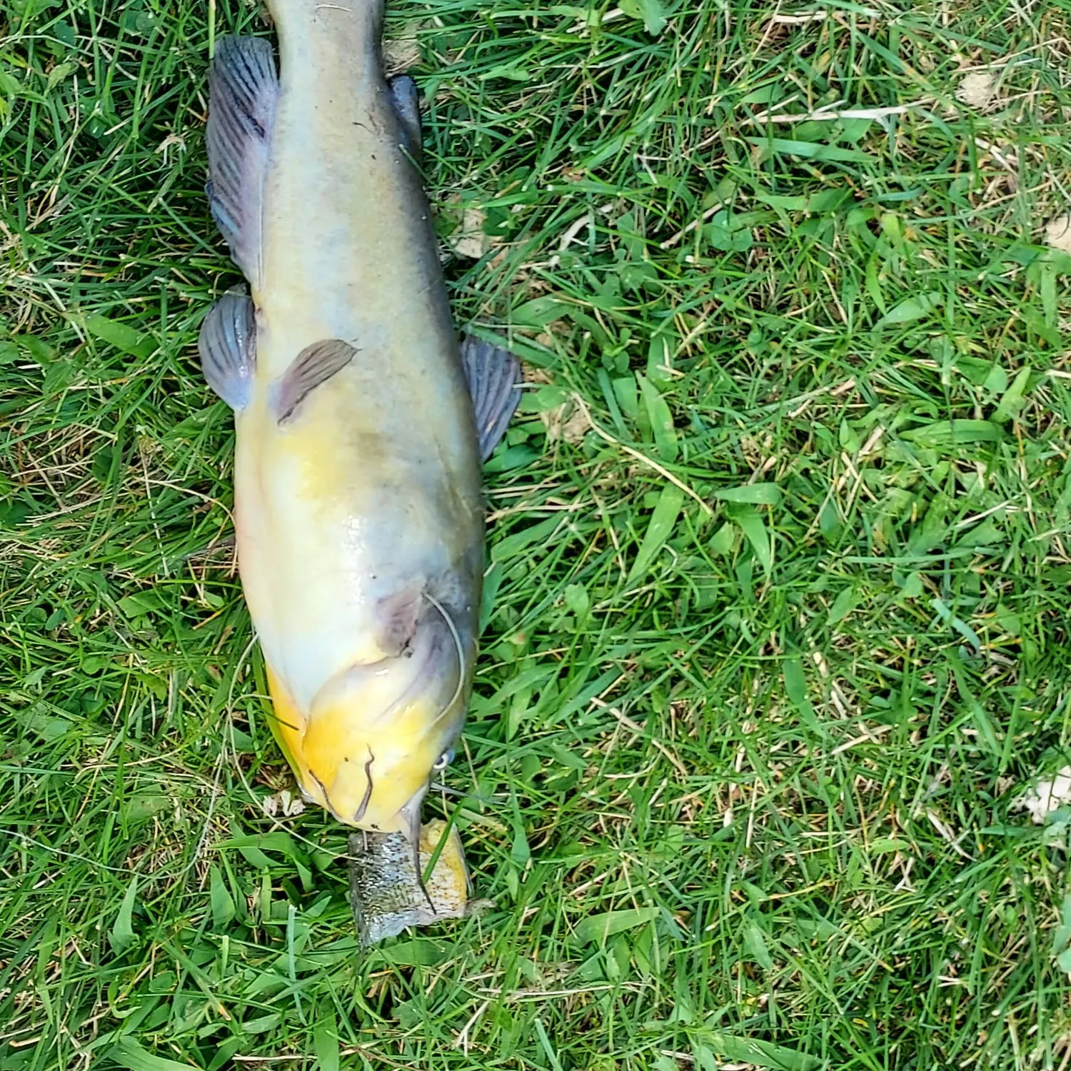 Yellow bullhead caught on Fishbrain