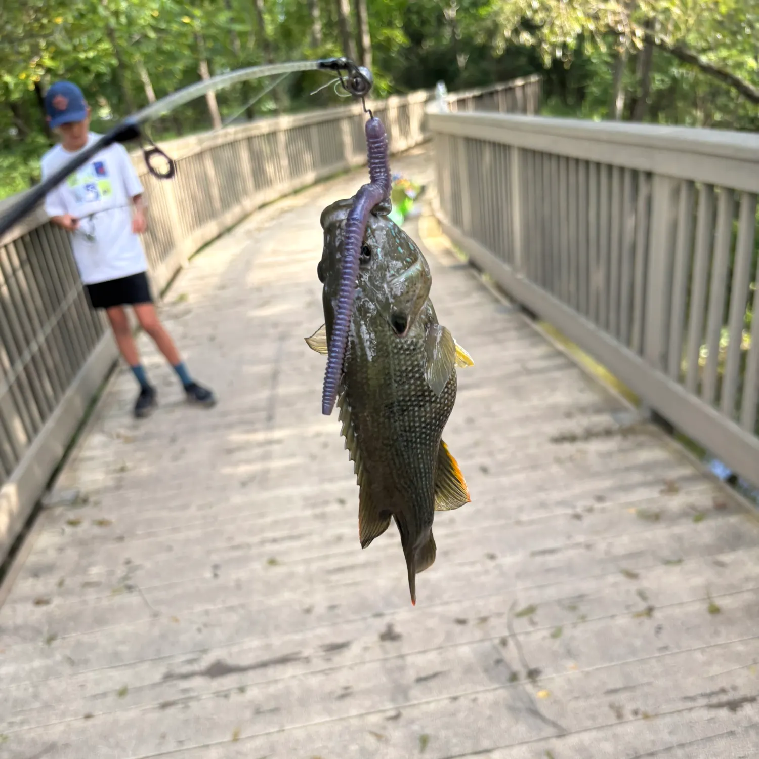 Fish caught on Fishbrain