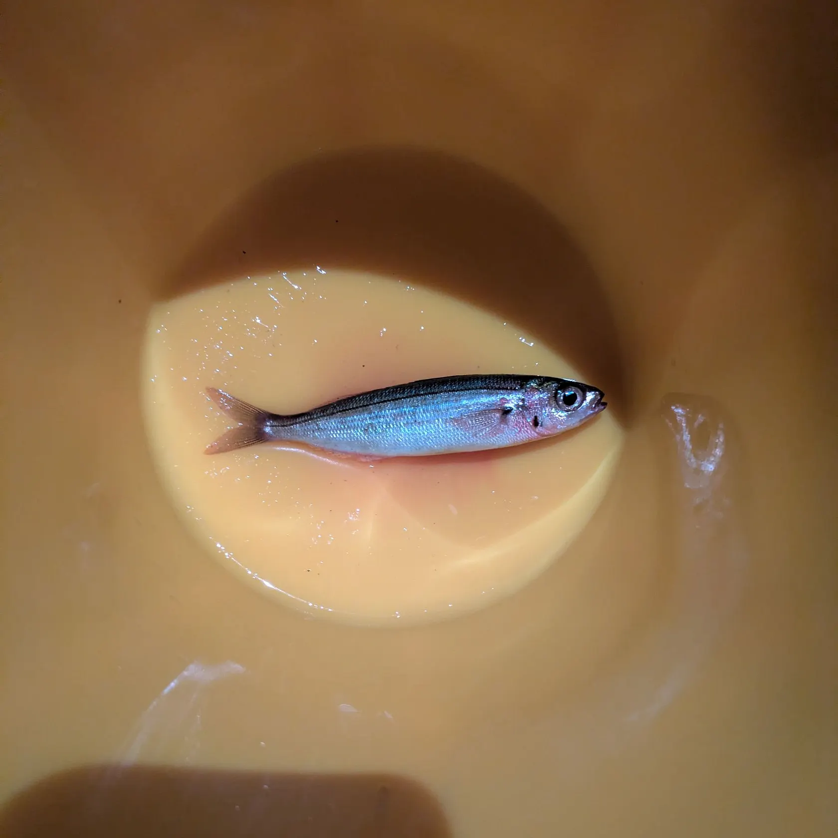 Hickory shad caught on Fishbrain