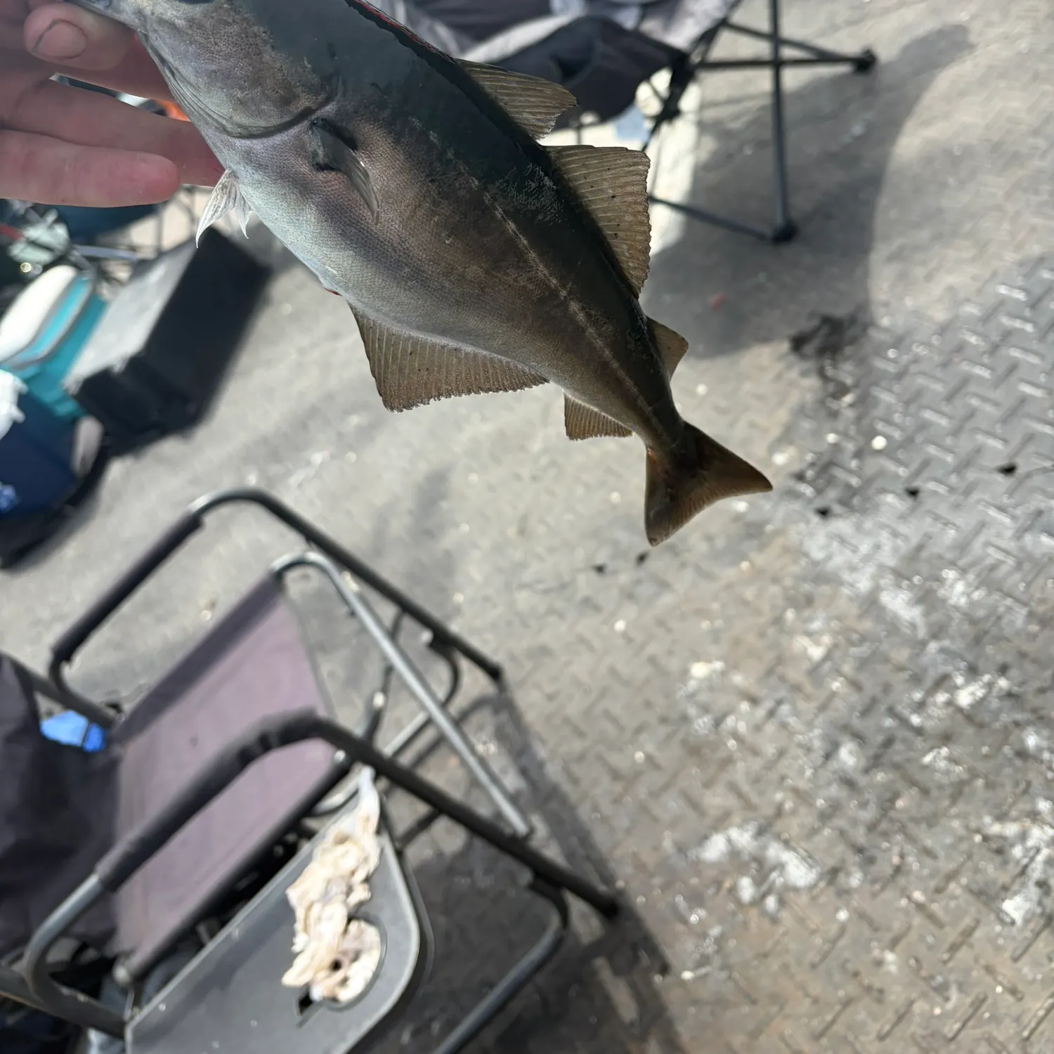 The most recent Atlantic pollock catches on Fishbrain