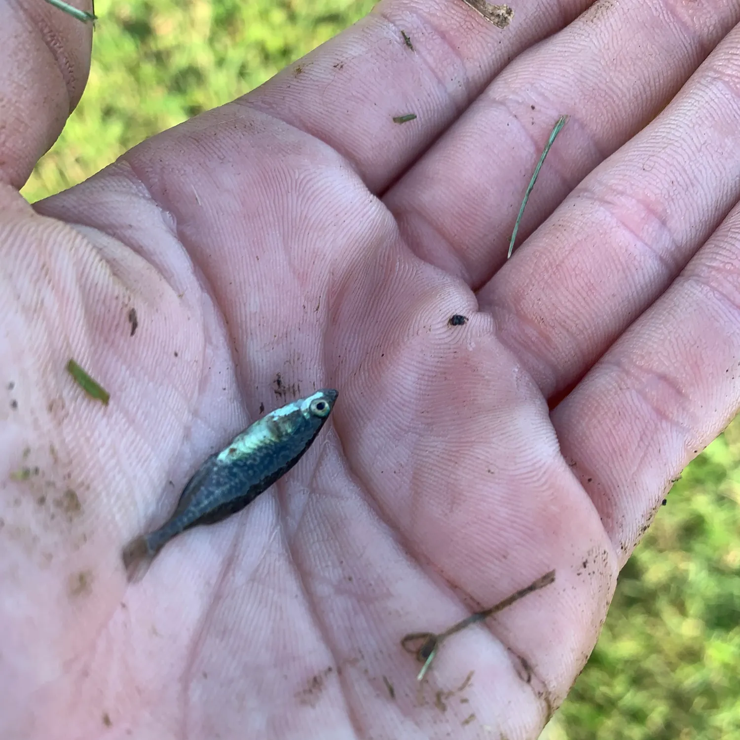 The most recent Brook stickleback catches on Fishbrain