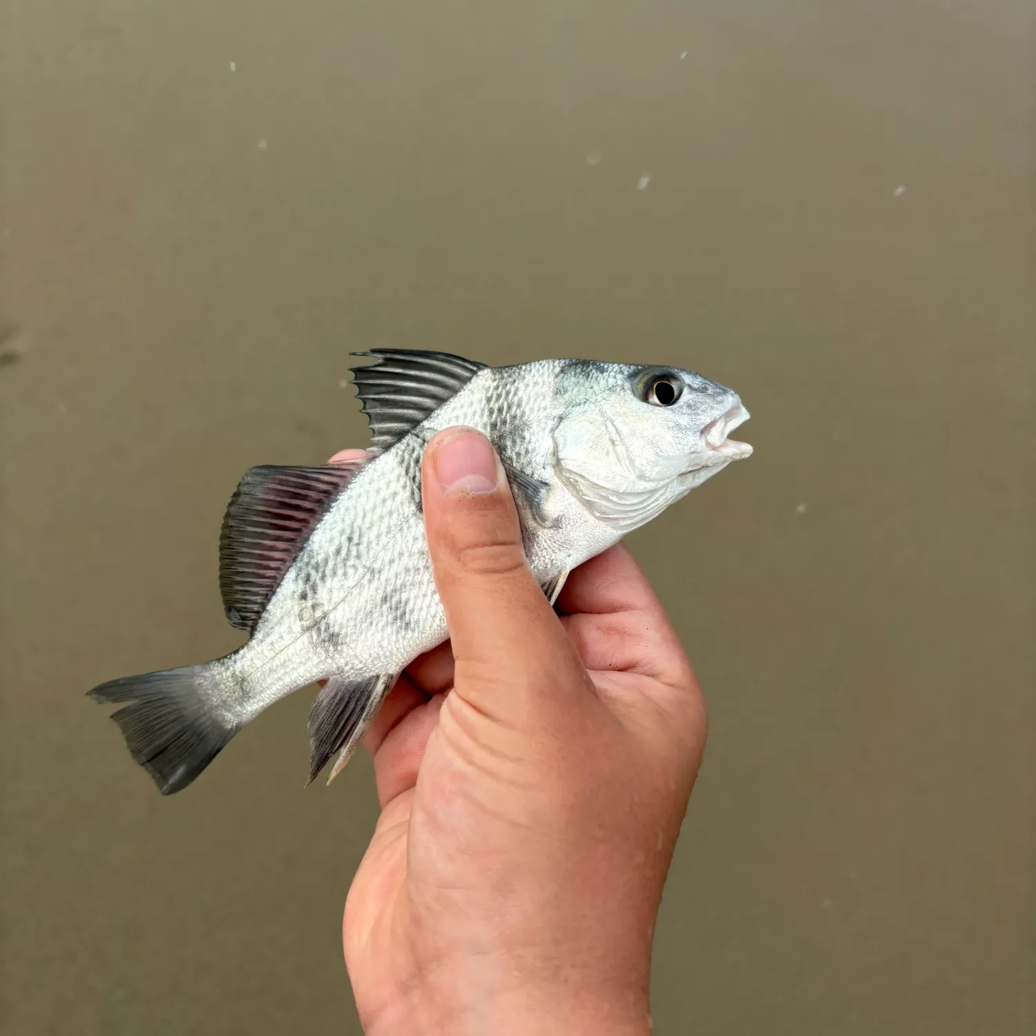 Black drum caught on Fishbrain