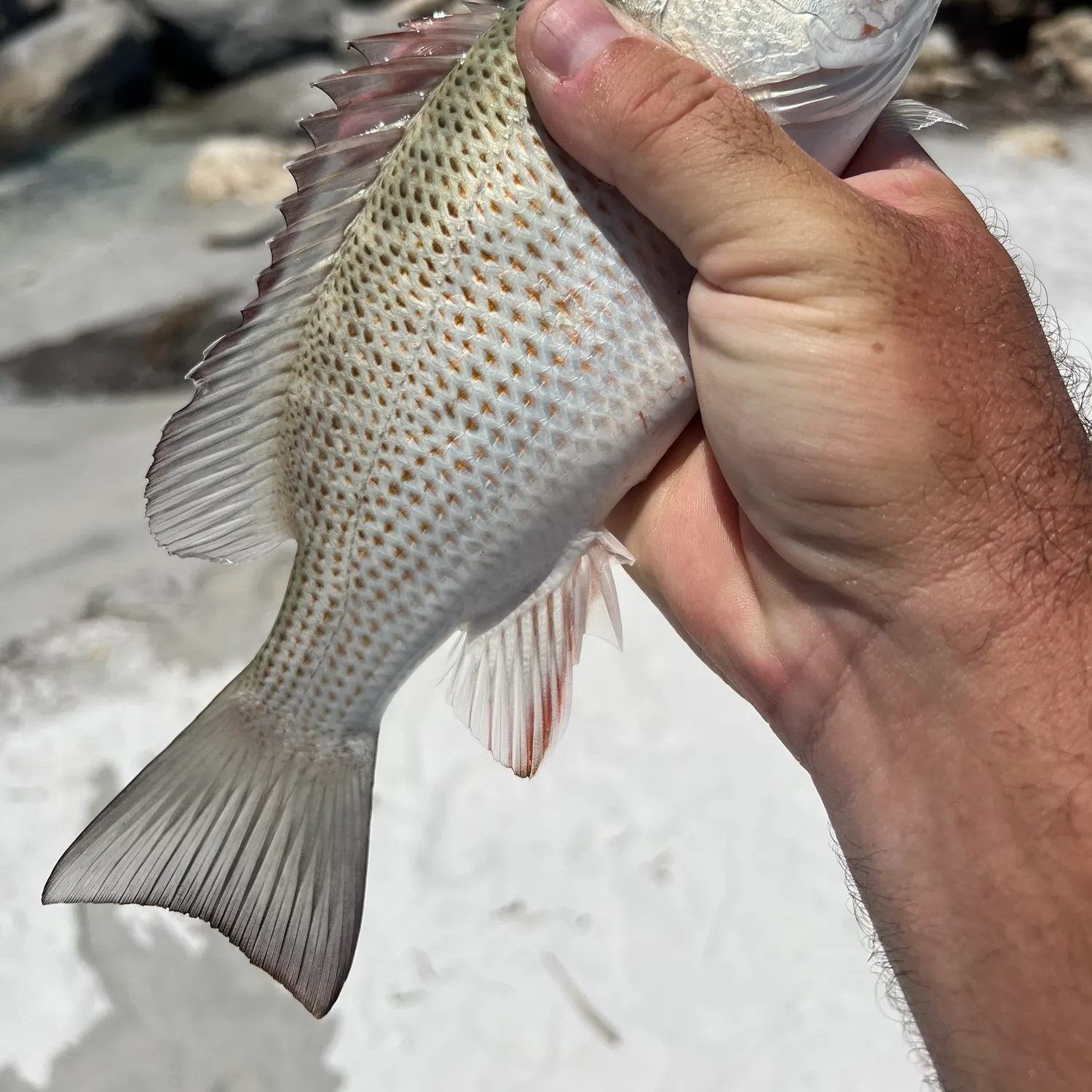 Mangrove snapper caught on Fishbrain