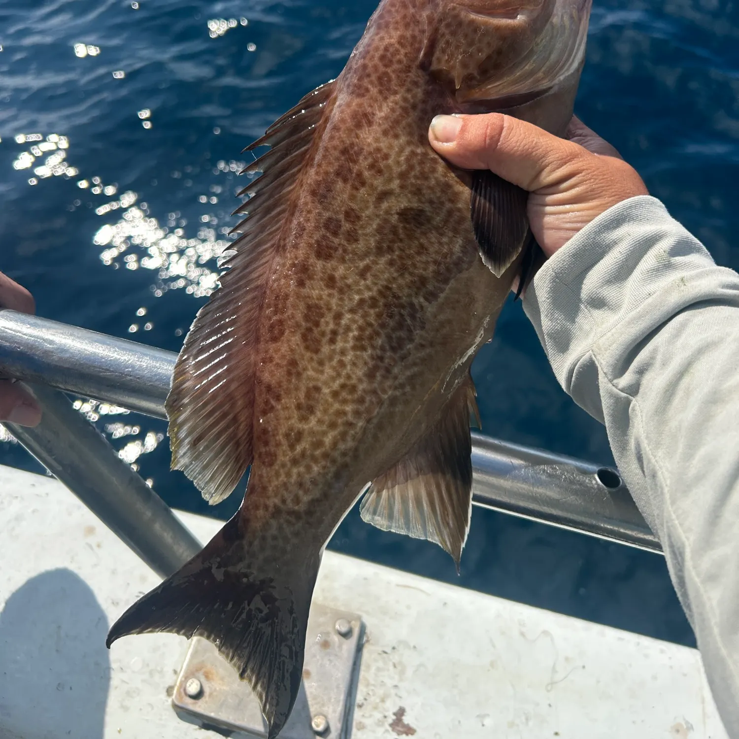 The most recent Scamp grouper catches on Fishbrain