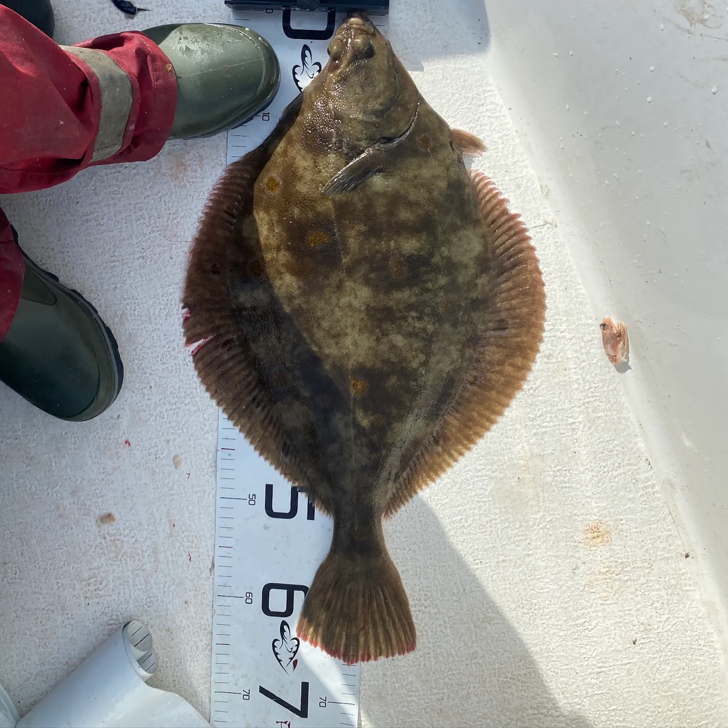 The most recent European plaice catches on Fishbrain