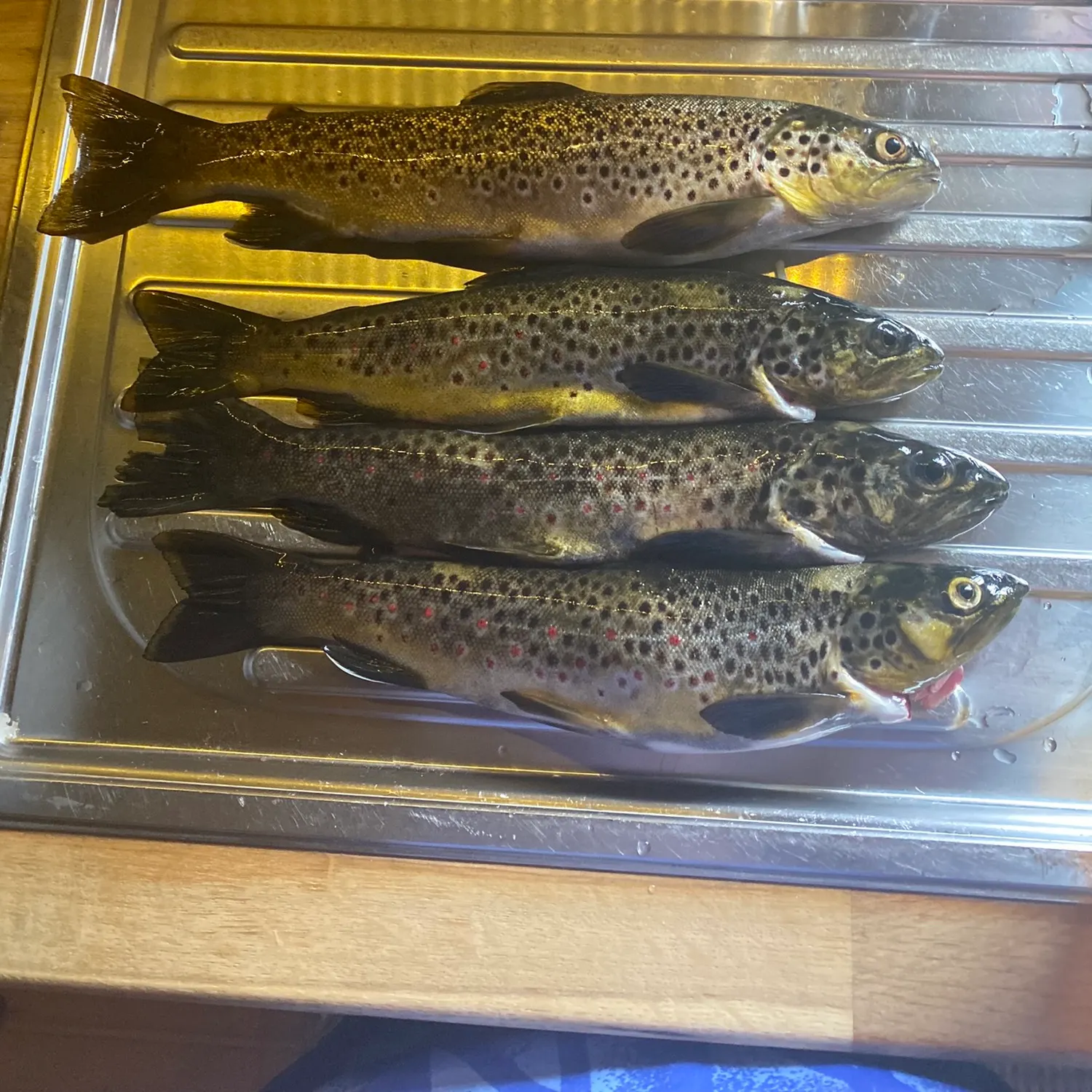 recently logged catches