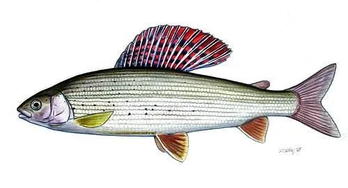 European grayling