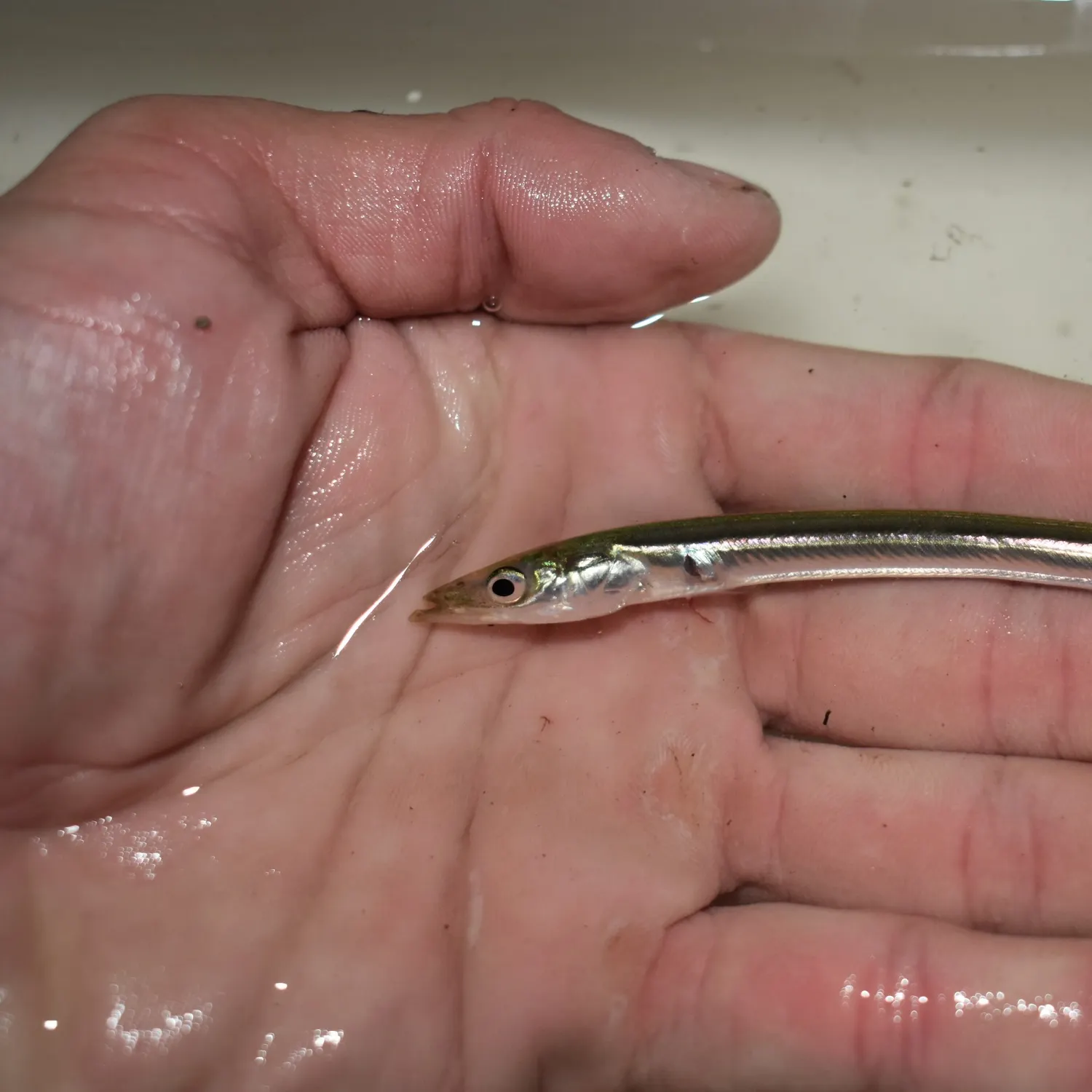 The most recent Arctic sand lance catches on Fishbrain