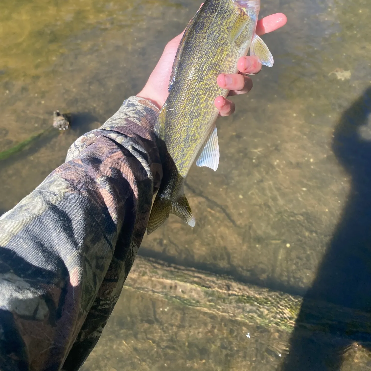 Walleye caught on Fishbrain