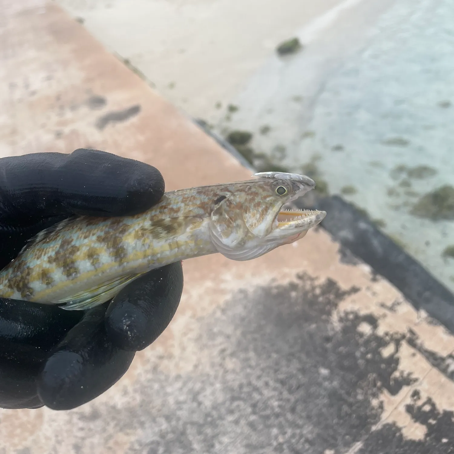 The most recent Inshore lizardfish catches on Fishbrain
