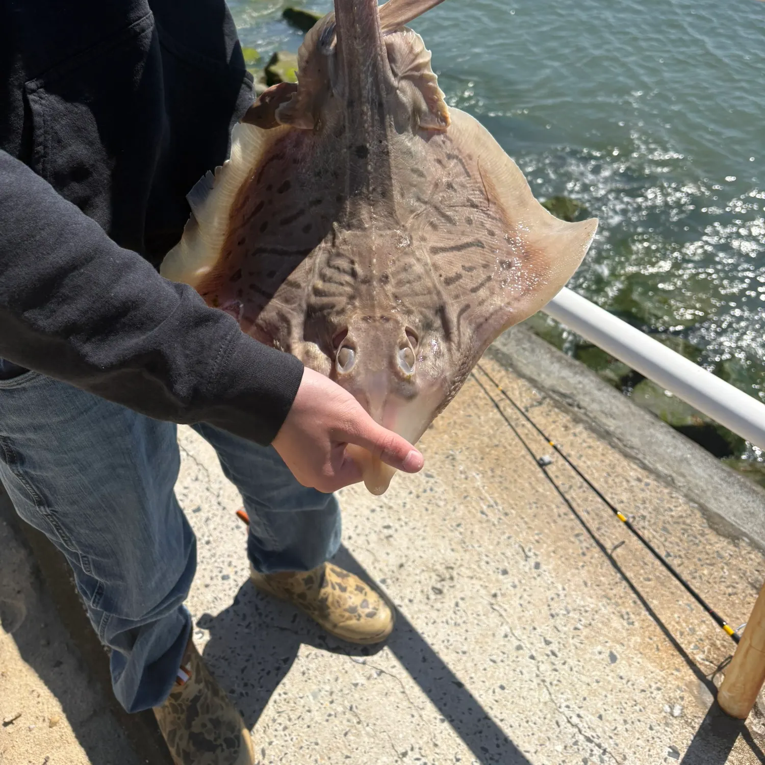 The most recent Clearnose skate catches on Fishbrain