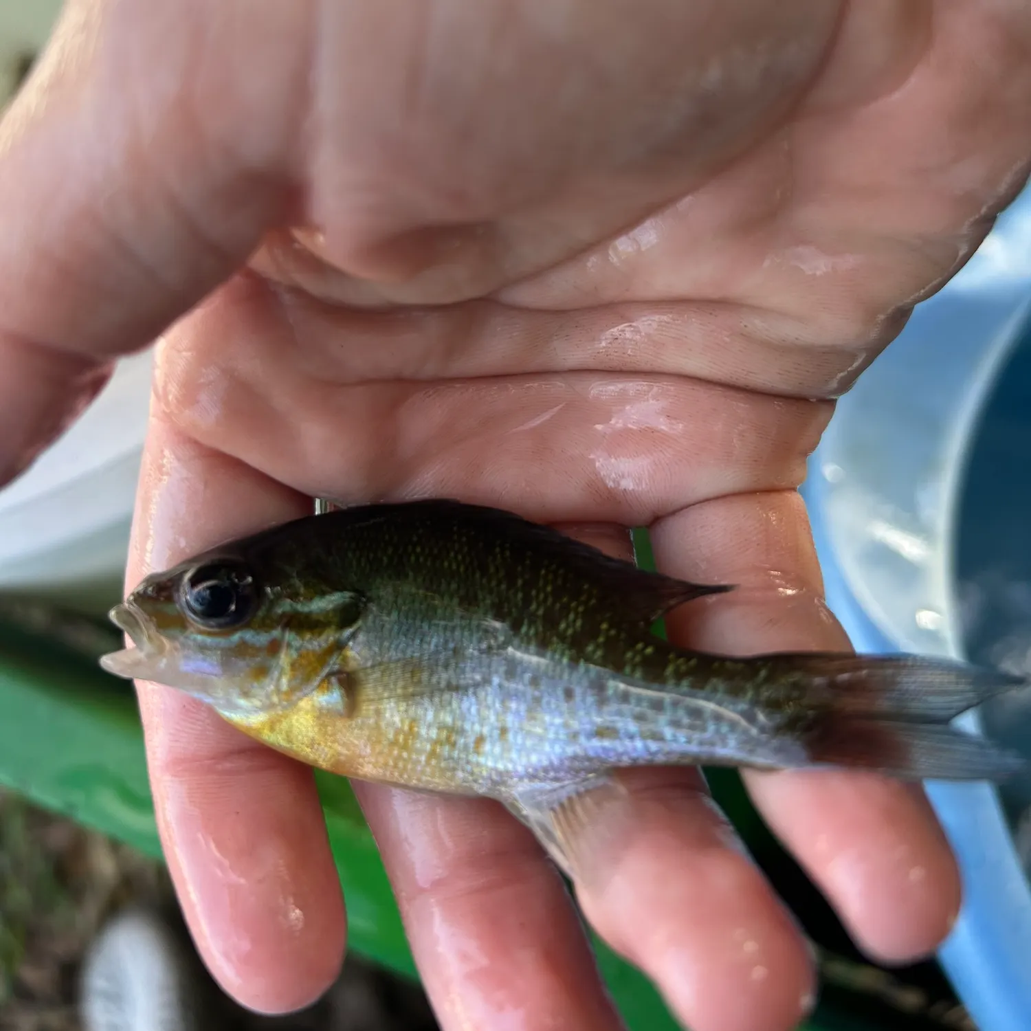 The most recent Redbreast sunfish catches on Fishbrain