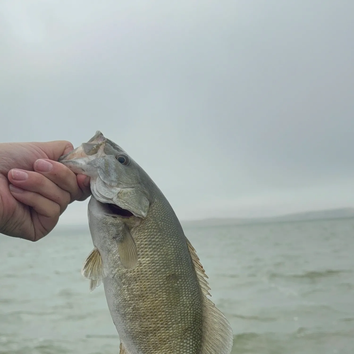 Smallmouth bass caught on Fishbrain