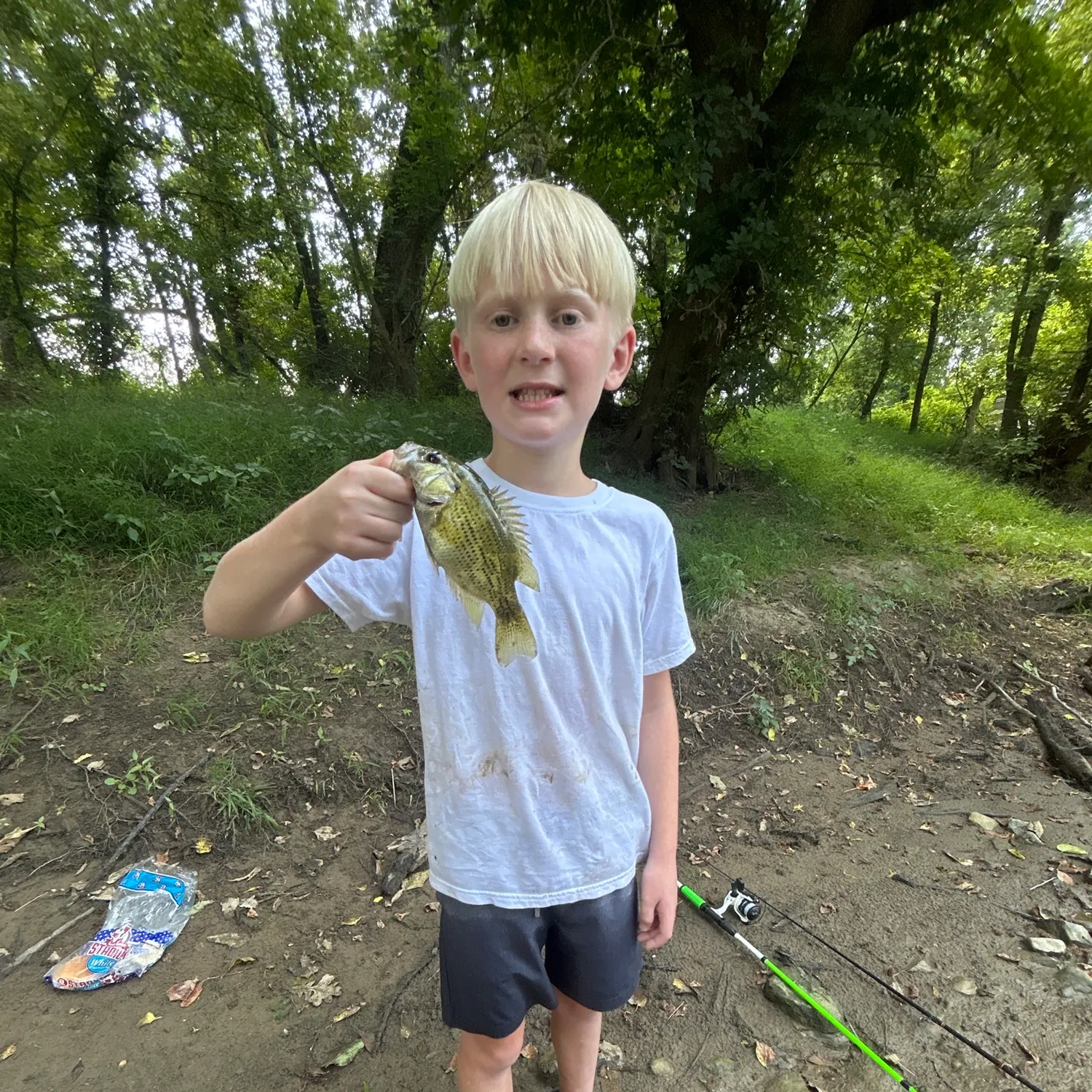 Rock bass caught on Fishbrain