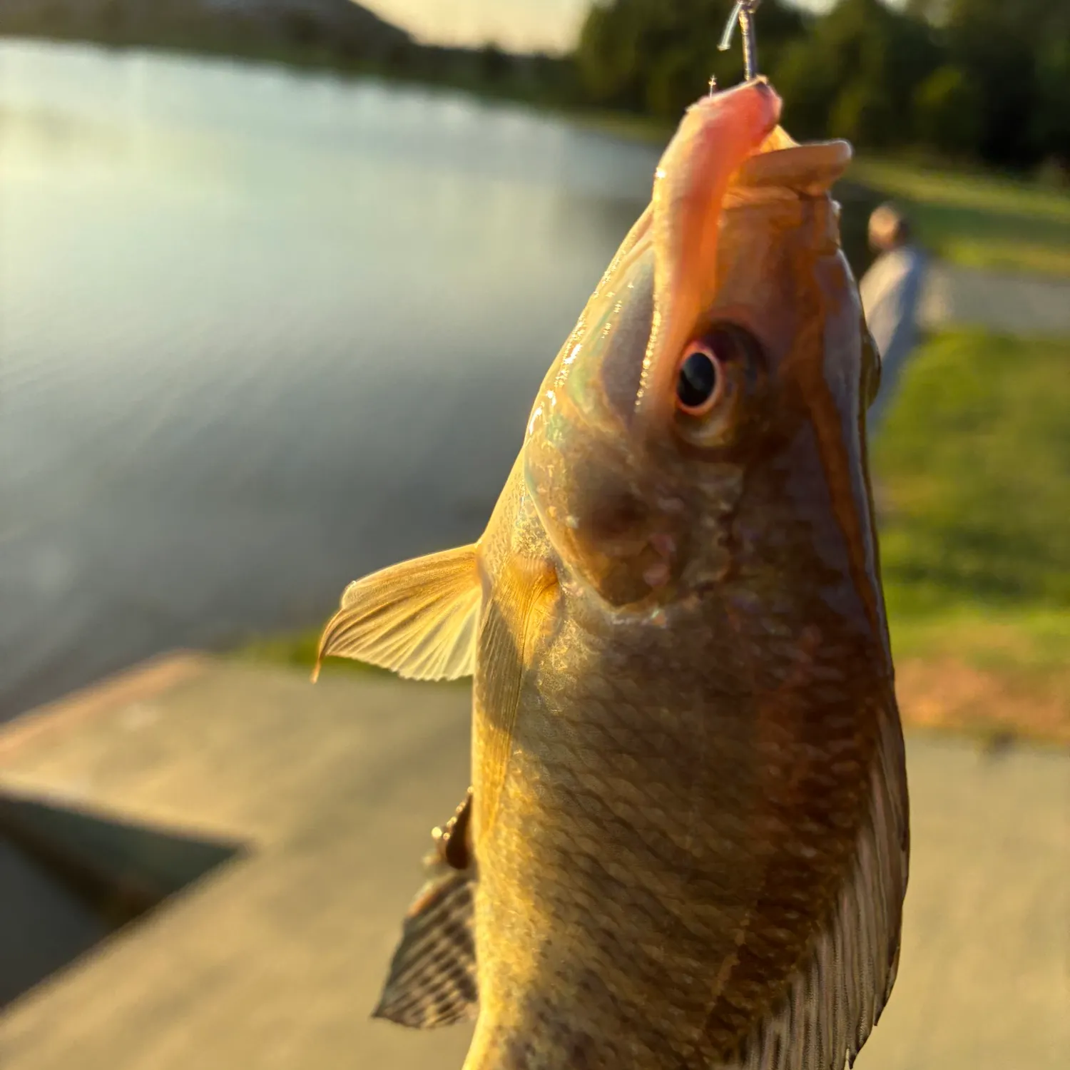 Nile tilapia caught on Fishbrain