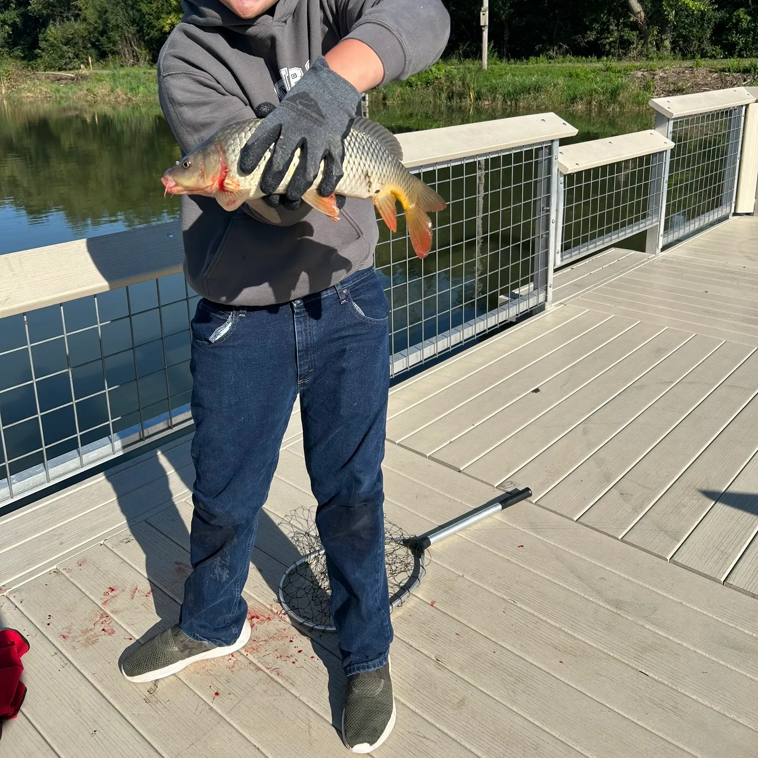 Common carp caught on Fishbrain