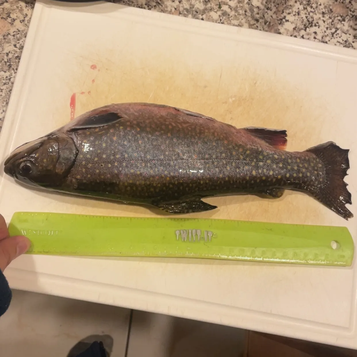 The most recent Brook trout catches on Fishbrain