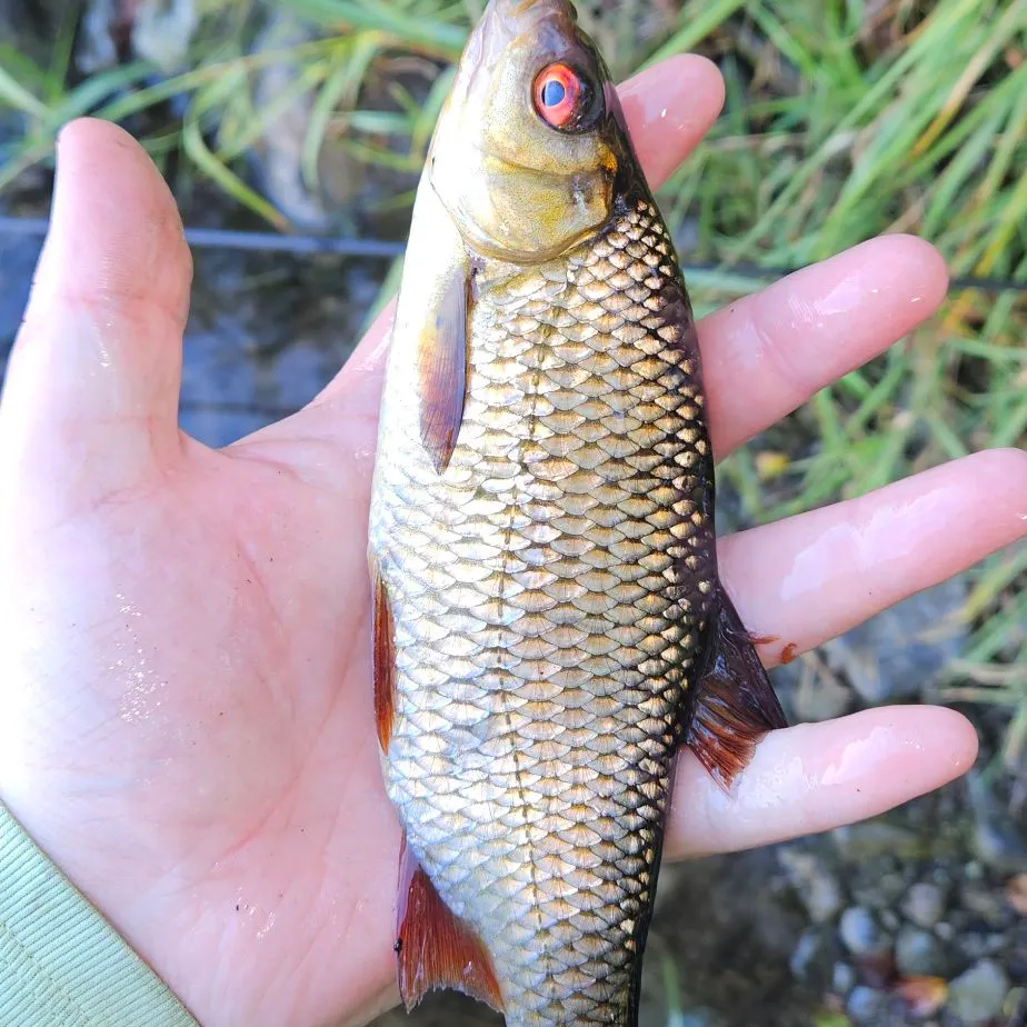 Common roach caught on Fishbrain
