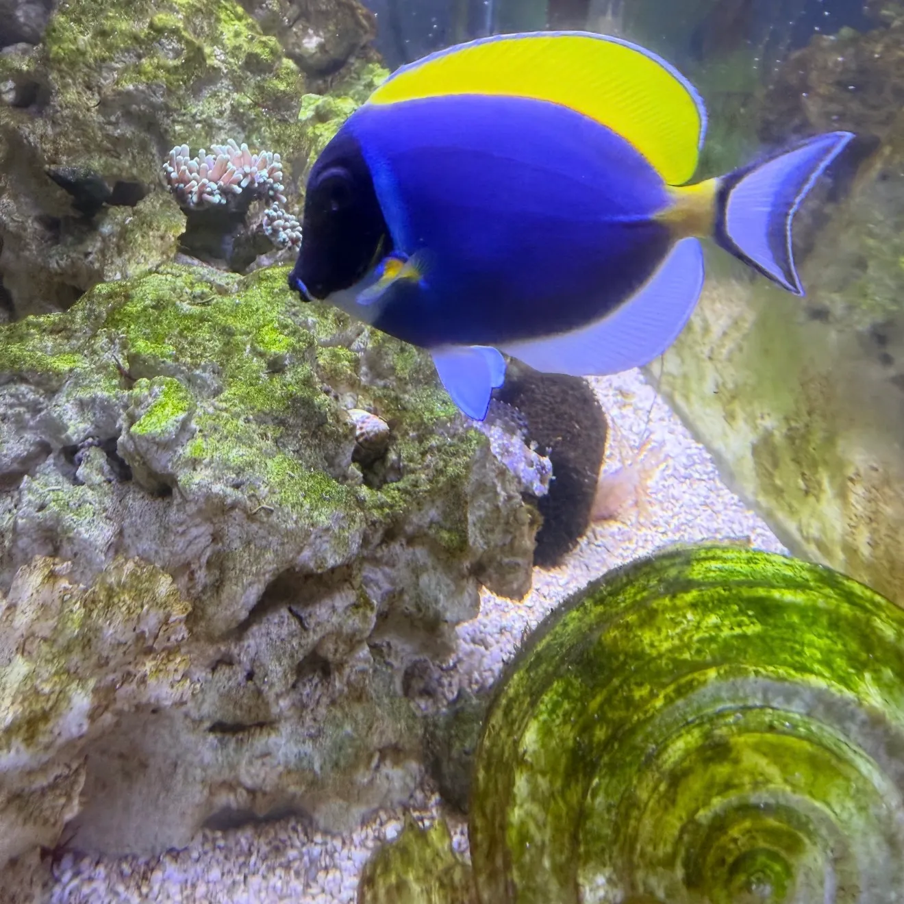 The most recent Powderblue surgeonfish catches on Fishbrain