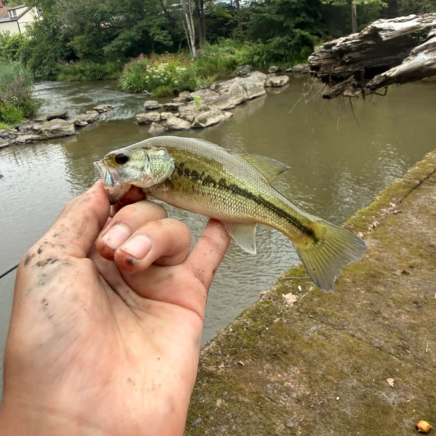 Largemouth bass caught on Fishbrain