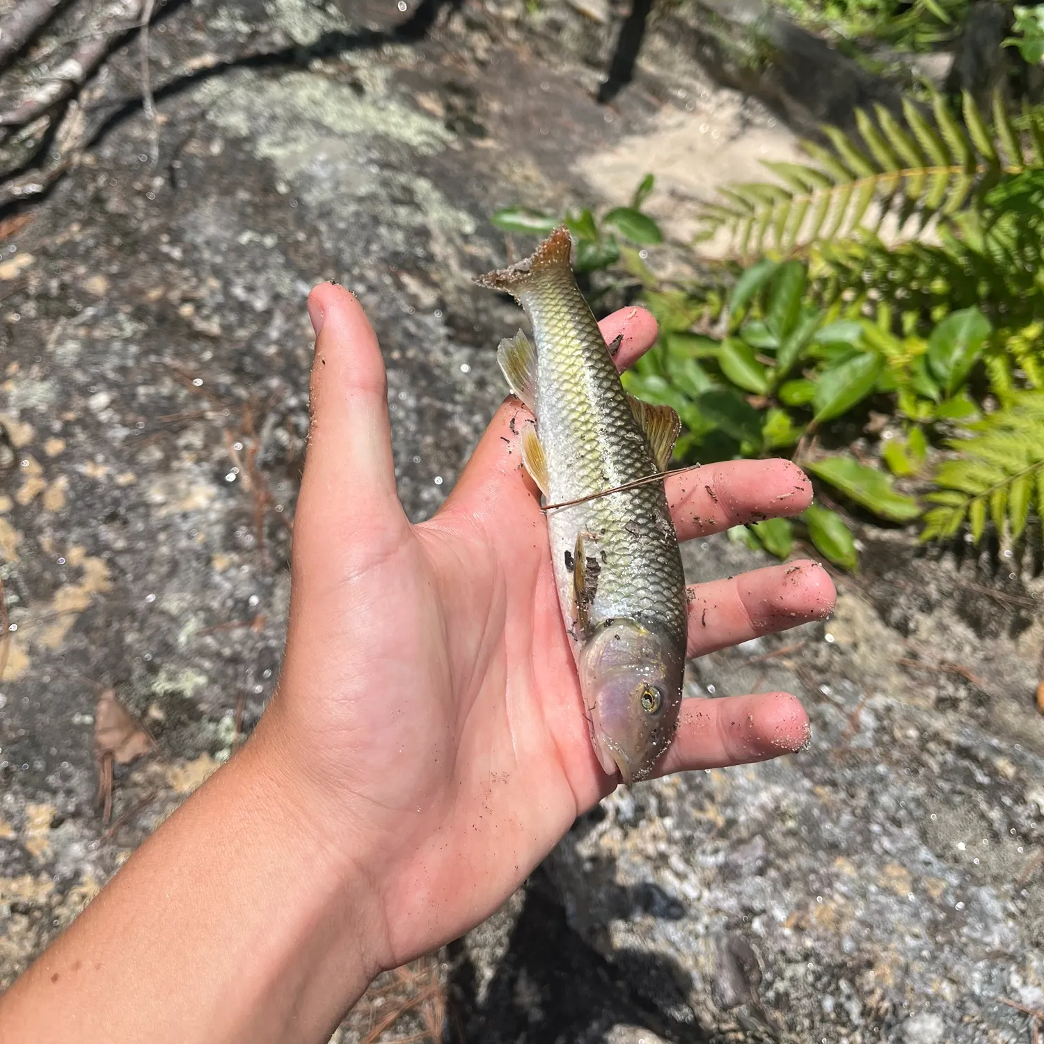 The most recent River chub catches on Fishbrain