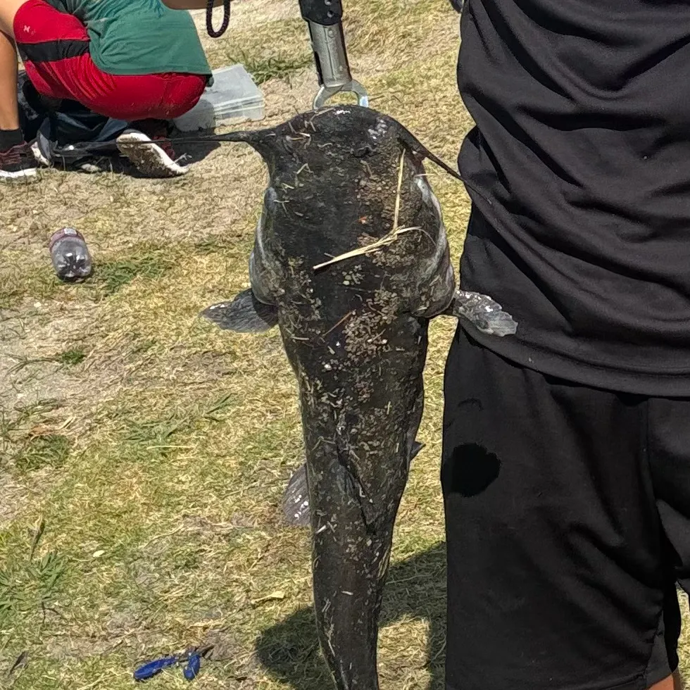 Channel catfish caught on Fishbrain
