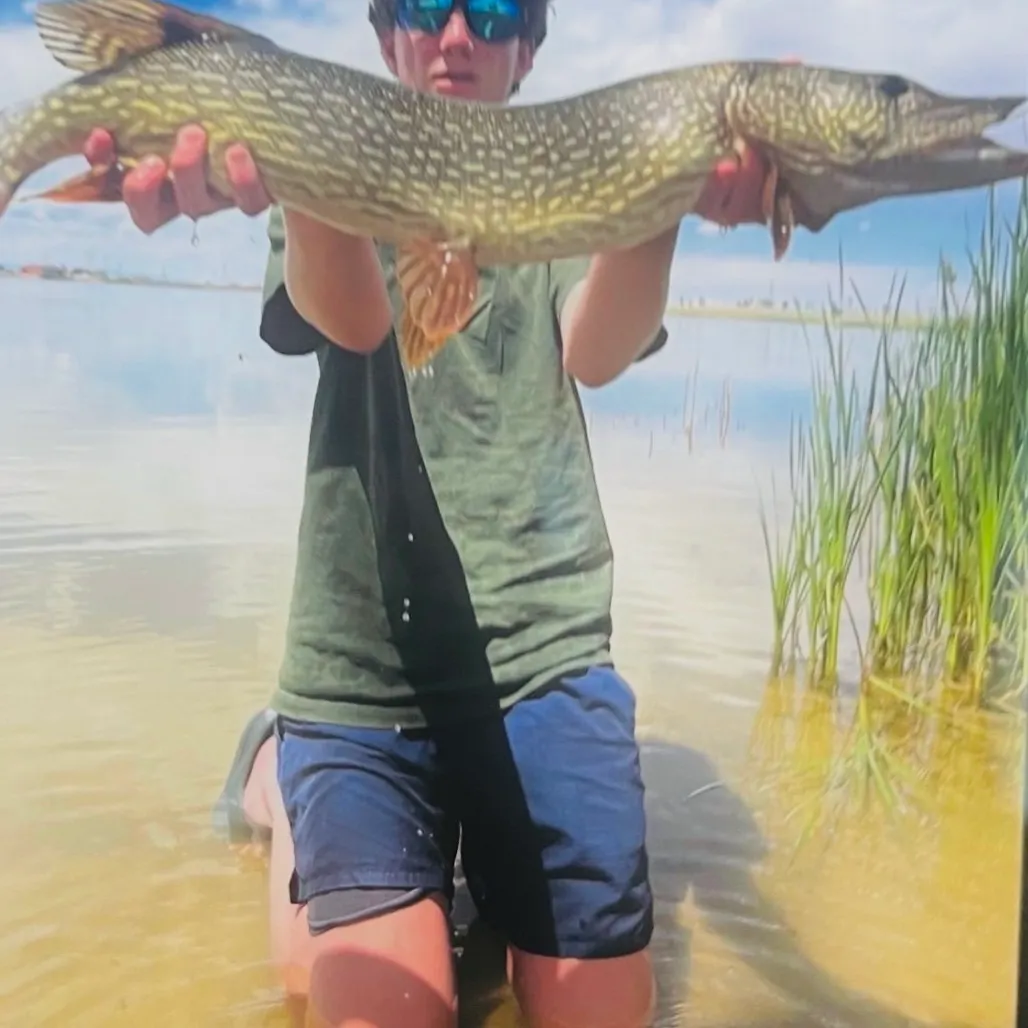 Northern pike caught on Fishbrain