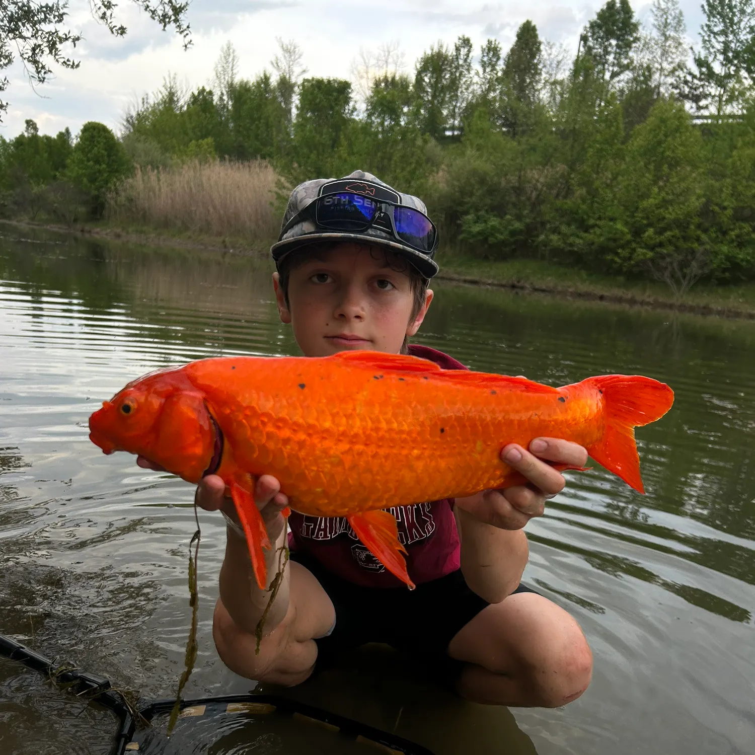 The most recent Koi carp catches on Fishbrain