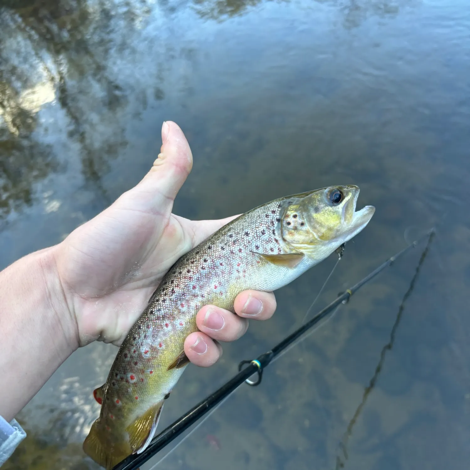 Brown trout caught on Fishbrain