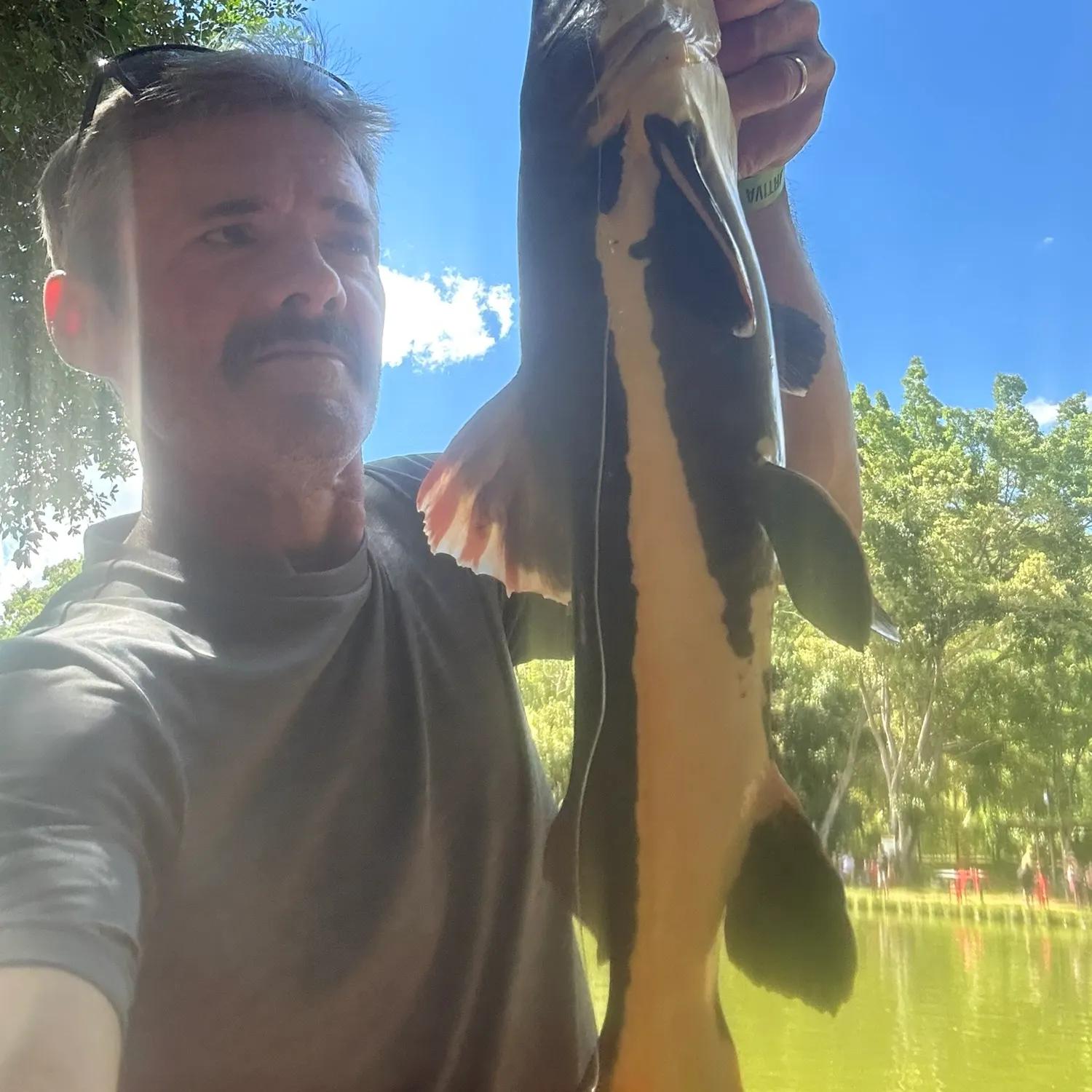 The most recent Redtail catfish catches on Fishbrain