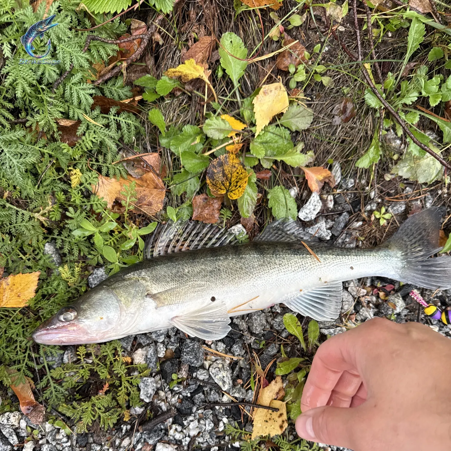 Zander caught on Fishbrain