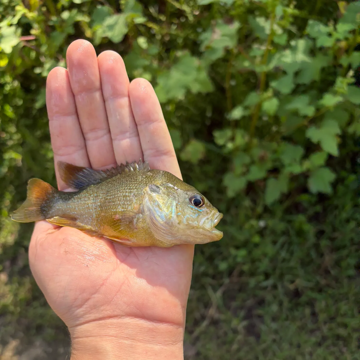 Green sunfish caught on Fishbrain