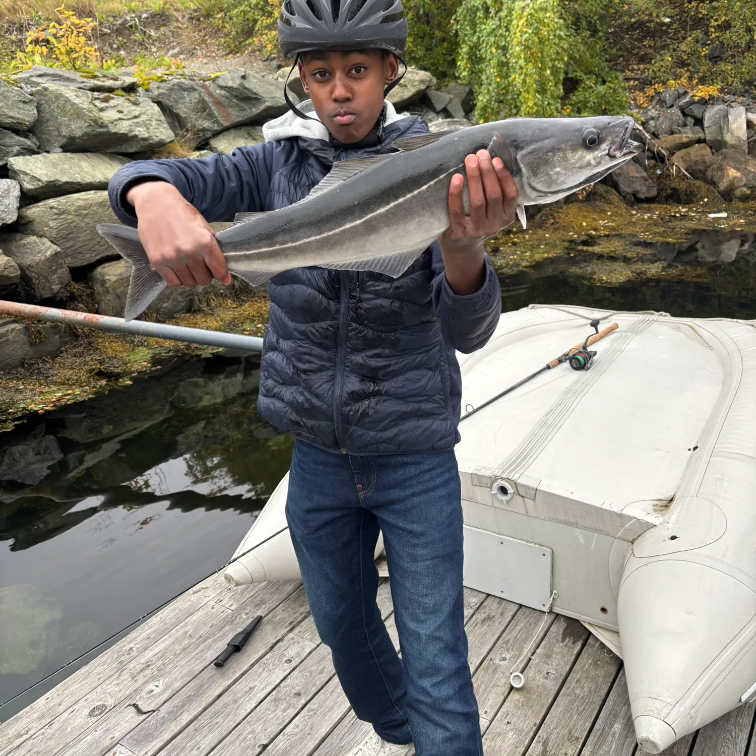 The most recent Atlantic pollock catches on Fishbrain