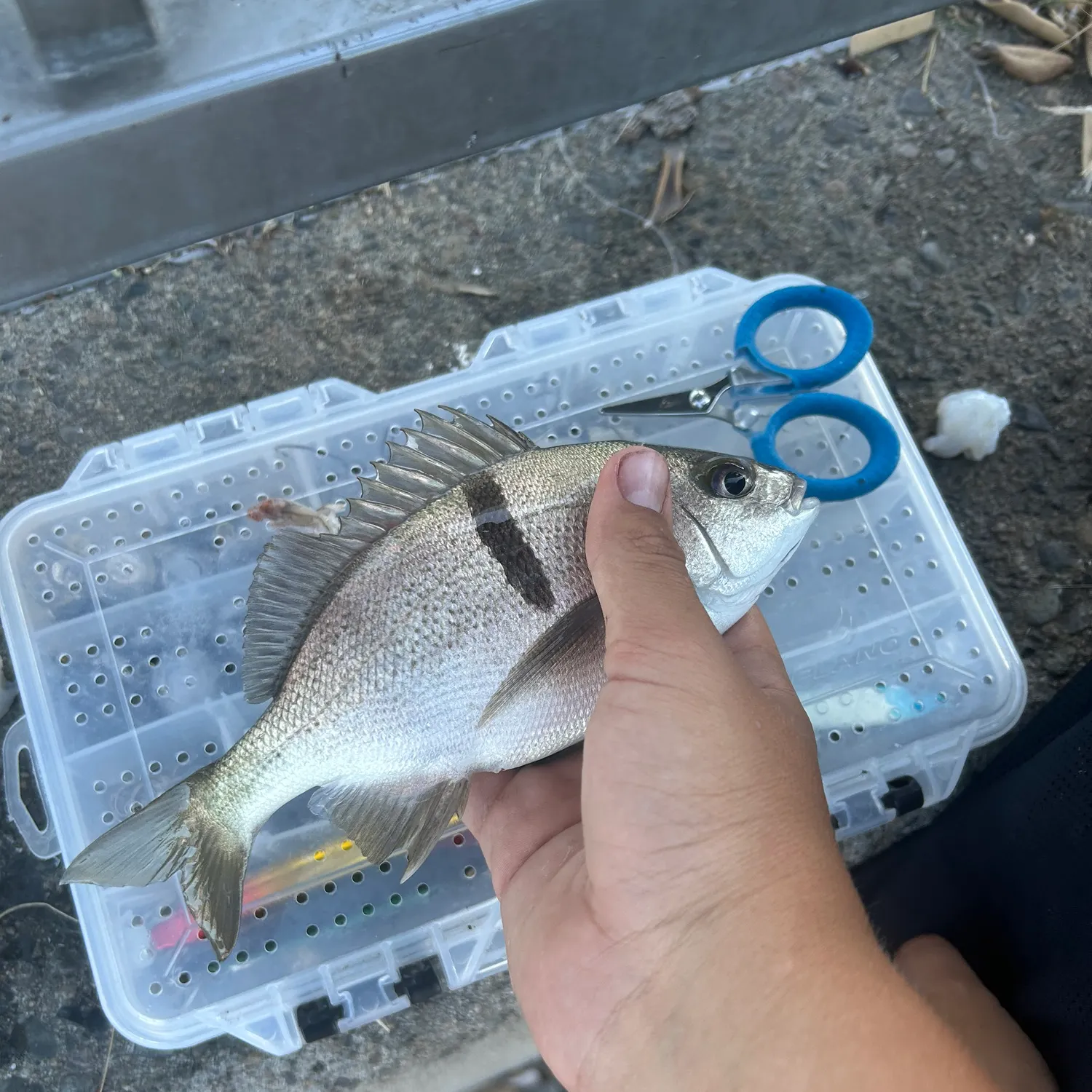 The most recent Sargo catches on Fishbrain